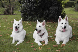 Elektra ( 2 Jahre ), Keona ( 12,5 ) Coralie ( 6 Jahre )